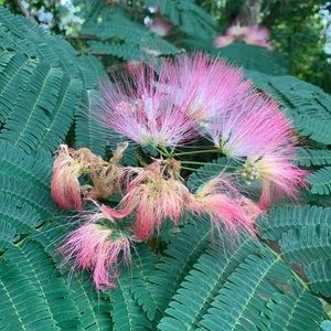 Meet your Posher, Annette